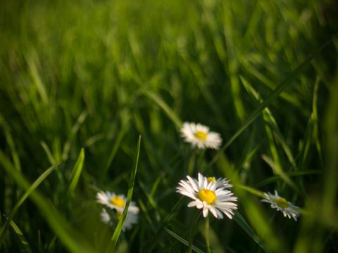 Chamomile Flowers Grass Plants Macro