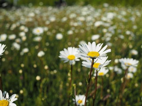 Chamomile Flowers Petals Macro