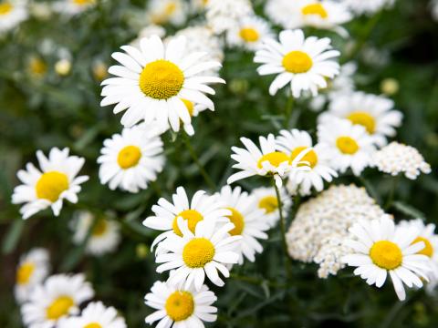 Chamomile Flowers Petals Macro White