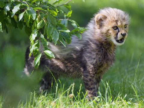 Cheetah Animal Cub Kitten Furry