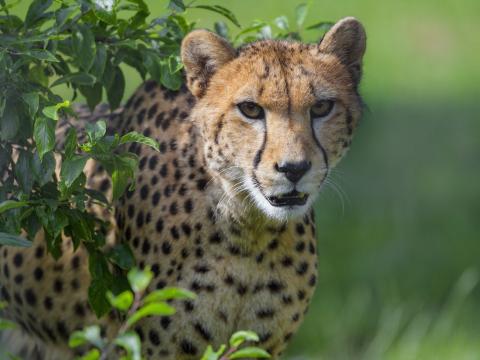 Cheetah Animal Glance Predator Big-cat