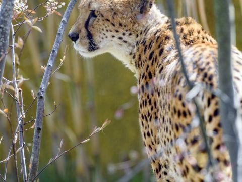 Cheetah Animal Predator Branch Wildlife