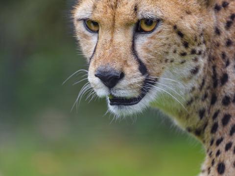 Cheetah Animal Predator Glance