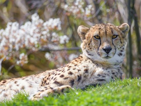 Cheetah Animal Predator Glance Big-cat