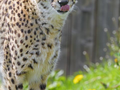Cheetah Animal Predator Protruding-tongue Big-cat