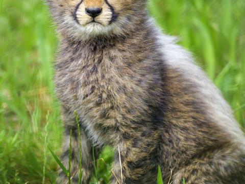 Cheetah Cub Animal Moody Cute