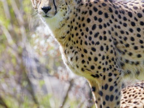 Cheetah Glance Animal Predator