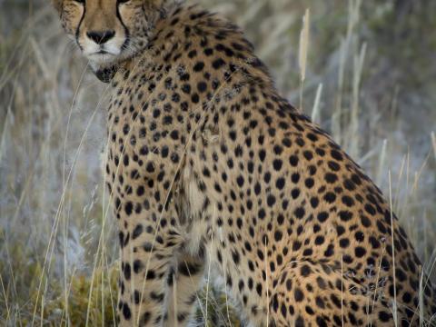 Cheetah Predator Animal Big-cat