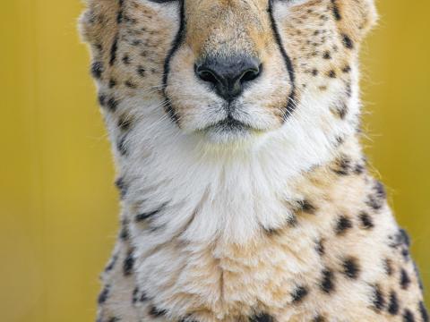 Cheetah Predator Animal Glance Big-cat