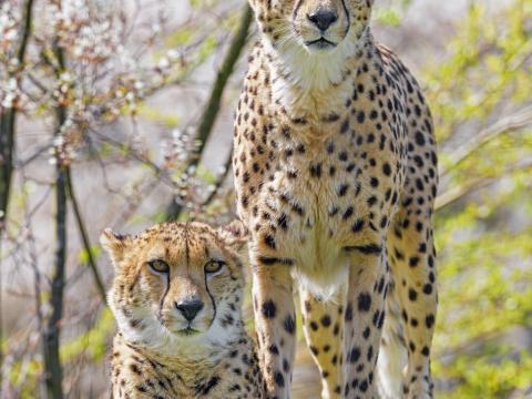 Cheetahs Animals Predators Glances Big-cats