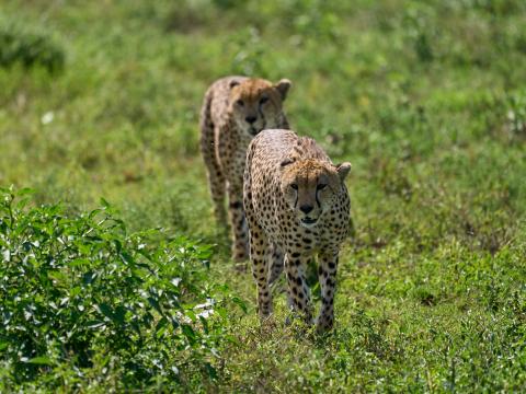 Cheetahs Animals Predators Greenery Wildlife