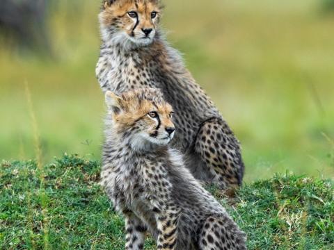 Cheetahs Animals Predators Wildlife