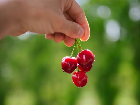 Cherry Berries Hand Macro