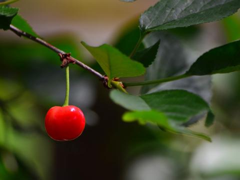 Cherry Berry Leaves Branch Macro