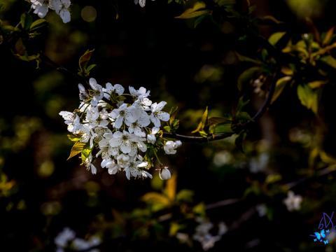 Cherry Branch Flowers Bloom Plant White