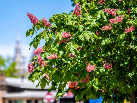 Chestnut Tree Flowers Bloom Spring