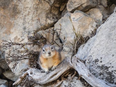 Chipmunk Animal Rocks Wildlife