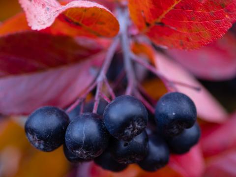 Chokeberry Berries Branches Leaves Macro Autumn