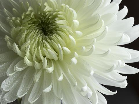 Chrysanthemum Flower Petals Drops Macro White