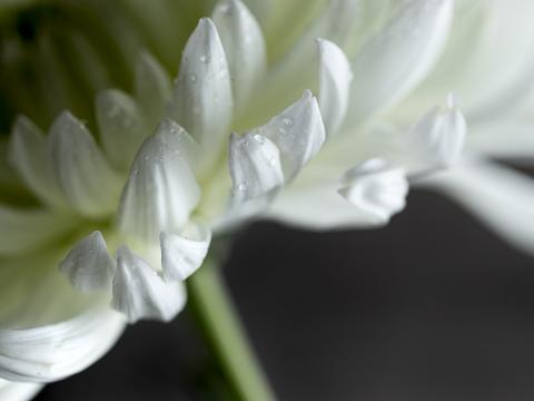 Chrysanthemum Flower Petals White Drops Macro