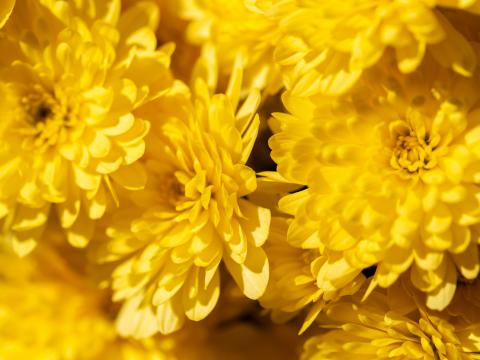 Chrysanthemums Flowers Petals Yellow Bright Macro