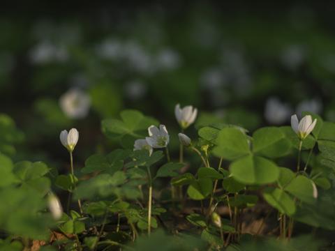 Clover Flowers White Plant Macro