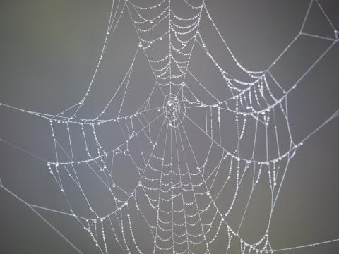 Cobweb Drops Dew Rain Macro