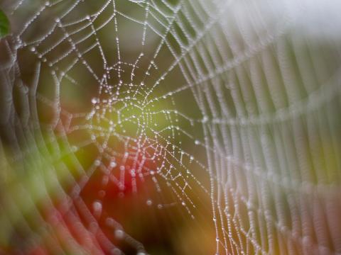Cobweb Drops Dew Wet Macro