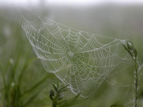 Cobweb Drops Plants Macro