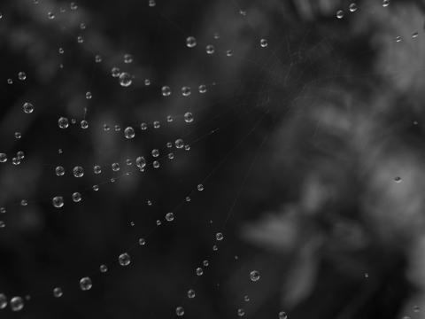 Cobweb Water Drops Black-and-white