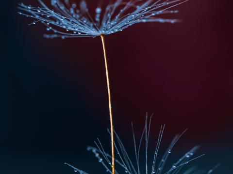 Dandelion Fluff Drops Macro