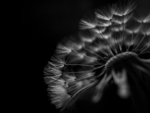 Dandelion Fluff Macro Black-and-white Black