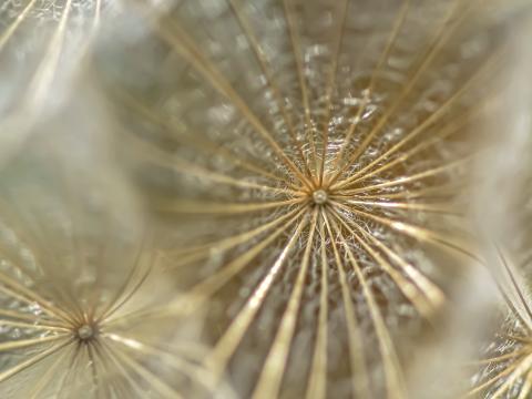 Dandelion Fluff Macro Light