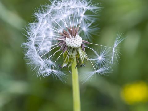 Dandelion Plant Macro