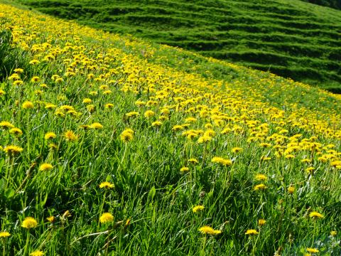 Dandelions Flowers Field Hill Nature