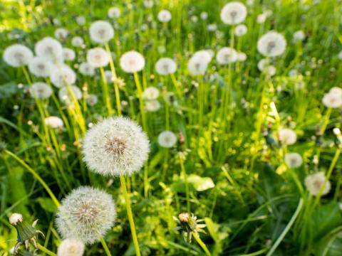 Dandelions Plants Macro Green