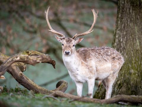 Deer Animal Antlers Glance Wildlife