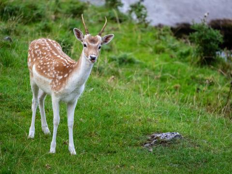 Deer Animal Cub Antlers Wildlife