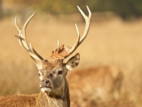 Deer Antler Animal Leaf Autumn Wildlife