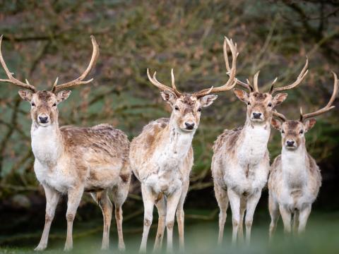 Deer Antlers Animal Glance Wildlife