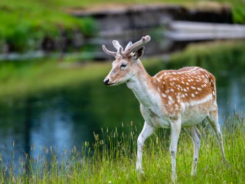 Deer Grass Lake Wildlife