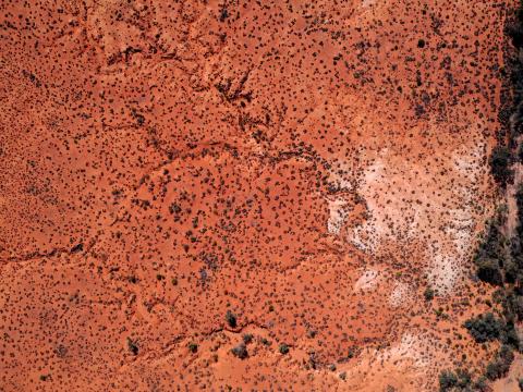 Desert Trees Aerial-view Brown