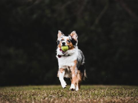 Dog Pet Ball Game Funny