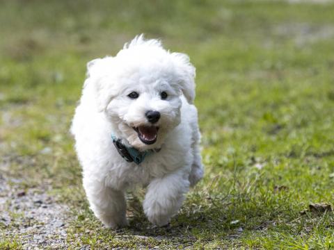 Dog Puppy Fluffy Run