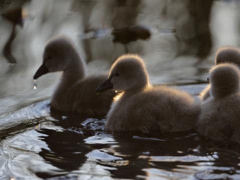 Ducklings Ducks Birds Water Fluffy