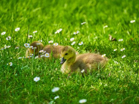 Ducklings Grass Flowers Greenery