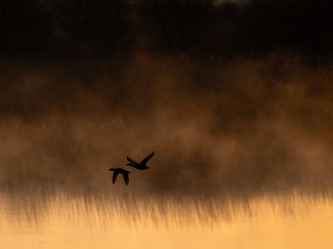 Ducks Birds Lake Fog Water