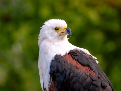 Eagle Bird Sight Wildlife