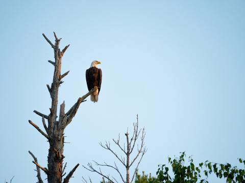 Eagle Bird Tree Watching Wildlife