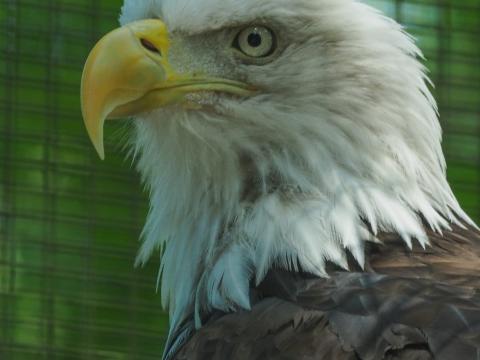 Eagle Glance Bird Beak Predator